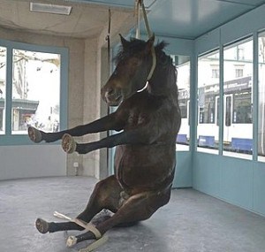esempio di arte contemporanea Maya Bosh e Régis Golay,“Cheval de bataille” 2013 galleria d’arte Zabriskie Point - Ginevra (Cavallo impagliato impiccato) 
